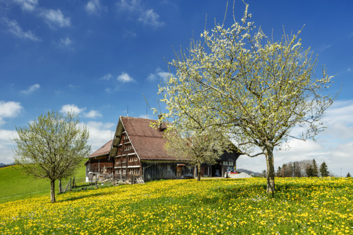 Appenzell, Appenzell Ausserrohden, Appenzellerhaus, Bauerhaus, Bauernhof, Baum, Blumenwiese, Clouds, Felder, Frühling, Haus, Herisau, Natur, Ortsbild, Ostschweiz, Schweiz, Sonnenschein, Spring, Suisse, Switzerland, Wiese