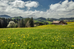 Appenzell, Appenzell Ausserrohden, Appenzellerhaus, Bauerhaus, Bauernhof, Baum, Blumenwiese, Bäume, Clouds, Frühling, Haus, Herisau, Hügel, Ortsbild, Ostschweiz, Schweiz, Sonnenschein, Spring, Streusiedlung, Suisse, Switzerland, Tree, Trees, Wald, Wiese, Wolken