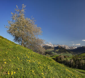 Appenzell, Frühling, Schweiz, Spring, Suisse, Switzerland, Säntis, Urnäsch