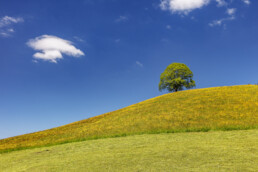 Appenzell, Appenzell Ausserrohden, Baum, Blumenwiese, Clouds, Frühling, Hundwil, Ostschweiz, Sonnenschein, Spring, Suisse, Switzerland, Wiese, Wolken