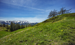 Appenzell, Appenzell Ausserrohden, Blumenwiese, Frühling, Gais, Ostschweiz, Schweiz, Spring, Suisse, Switzerland, Wiese