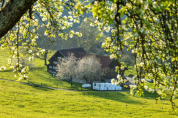 Appenzellerhaus, Baum, Frühling, Herisau, Ostschweiz, Schweiz, Spring, Suisse, Switzerland