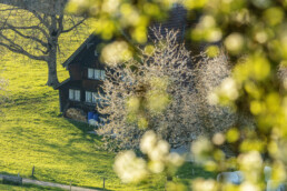 Appenzellerhaus, Baum, Frühling, Herisau, Ostschweiz, Schweiz, Spring, Suisse, Switzerland