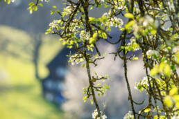 Baum, Frühling, Herisau, Ostschweiz, Schweiz, Spring, Suisse, Switzerland