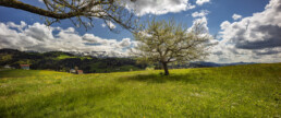 Appenzell, Appenzell Ausserrohden, Baum, Frühling, Ostschweiz, Schweiz, Spring, Suisse, Switzerland, Teufen