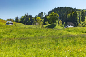 Appenzell, Appenzell Ausserrohden, Blumenwiese, Frühling, Ostschweiz, Schweiz, Spring, Suisse, Switzerland, Trogen, Wiese