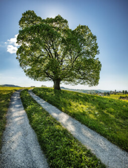 Appenzell, Appenzell Ausserrohden, Appenzeller Vorderland, Baum, Frühling, Ostschweiz, Schweiz, Spring, Suisse, Switzerland, Wald, Wald AR