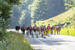 Alpabfahrt, Appenzell, Appenzell Ausserrohden, Brauchtum, Kultur, Ostschweiz, Schweiz, Schwägalp, Sennen, Suisse, Switzerland, Urnäsch, tradition, Öberefahre