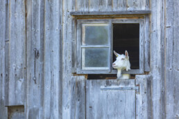 Alpabfahrt, Appenzell, Appenzell Ausserrohden, Brauchtum, Kultur, Ostschweiz, Schweiz, Schwägalp, Sennen, Suisse, Switzerland, Urnäsch, tradition, Öberefahre