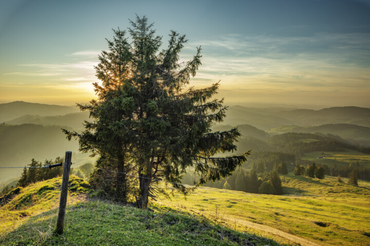 Appenzell, Appenzell Ausserrohden, Aussicht, Baum, Ostschweiz, Schweiz, Suisse, Switzerland, Tourismus, Urnaesch