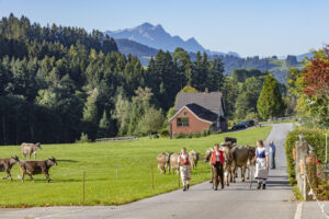 Appenzell, Appenzell Ausserrohden, Appenzeller Vorderland, Autumn, Brauchtum, Fall, Herbst, Ostschweiz, Rehetobel, Schweiz, Sennen, Suisse, Switzerland, Tracht, Viehschau, Wald, Wald AR, tradition