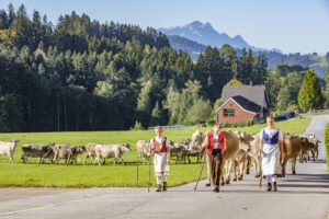 Appenzell, Appenzell Ausserrohden, Appenzeller Vorderland, Autumn, Brauchtum, Fall, Herbst, Ostschweiz, Rehetobel, Schweiz, Sennen, Suisse, Switzerland, Tracht, Viehschau, Wald, Wald AR, tradition