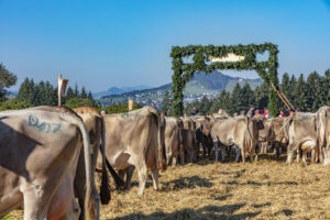 Appenzell, Appenzell Ausserrohden, Appenzeller Vorderland, Autumn, Brauchtum, Fall, Herbst, Ostschweiz, Rehetobel, Schweiz, Sennen, Suisse, Switzerland, Tracht, Viehschau, Wald, Wald AR, tradition