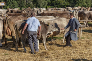 Appenzell, Appenzell Ausserrohden, Appenzeller Vorderland, Autumn, Brauchtum, Fall, Herbst, Ostschweiz, Rehetobel, Schweiz, Sennen, Suisse, Switzerland, Tracht, Viehschau, Wald, Wald AR, tradition