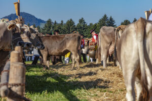 Appenzell, Appenzell Ausserrohden, Appenzeller Vorderland, Autumn, Brauchtum, Fall, Herbst, Ostschweiz, Rehetobel, Schweiz, Sennen, Suisse, Switzerland, Tracht, Viehschau, Wald, Wald AR, tradition