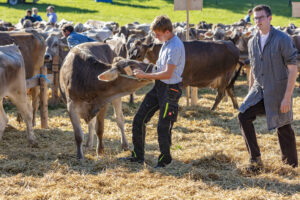 Appenzell, Appenzell Ausserrohden, Appenzeller Vorderland, Autumn, Brauchtum, Fall, Herbst, Ostschweiz, Rehetobel, Schweiz, Sennen, Suisse, Switzerland, Tracht, Viehschau, Wald, Wald AR, tradition