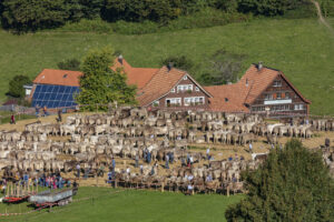 Appenzell, Appenzell Ausserrohden, Appenzeller Vorderland, Autumn, Brauchtum, Fall, Herbst, Ostschweiz, Rehetobel, Schweiz, Sennen, Suisse, Switzerland, Tracht, Viehschau, Wald, Wald AR, tradition