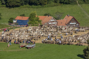 Appenzell, Appenzell Ausserrohden, Appenzeller Vorderland, Autumn, Brauchtum, Fall, Herbst, Ostschweiz, Rehetobel, Schweiz, Sennen, Suisse, Switzerland, Tracht, Viehschau, Wald, Wald AR, tradition