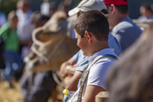 Appenzell, Appenzell Ausserrohden, Appenzeller Vorderland, Autumn, Brauchtum, Fall, Herbst, Ostschweiz, Rehetobel, Schweiz, Sennen, Suisse, Switzerland, Tracht, Viehschau, Wald, Wald AR, tradition