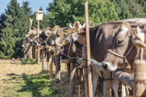 Appenzell, Appenzell Ausserrohden, Appenzeller Vorderland, Autumn, Brauchtum, Fall, Herbst, Ostschweiz, Rehetobel, Schweiz, Sennen, Suisse, Switzerland, Tracht, Viehschau, Wald, Wald AR, tradition