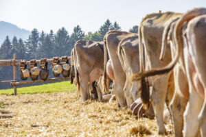 Appenzell, Appenzell Ausserrohden, Appenzeller Vorderland, Autumn, Brauchtum, Fall, Herbst, Ostschweiz, Rehetobel, Schweiz, Sennen, Suisse, Switzerland, Tracht, Viehschau, Wald, Wald AR, tradition