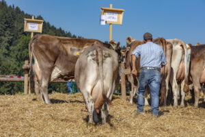 Appenzell, Appenzell Ausserrohden, Appenzeller Vorderland, Autumn, Brauchtum, Fall, Herbst, Ostschweiz, Rehetobel, Schweiz, Sennen, Suisse, Switzerland, Tracht, Viehschau, Wald, Wald AR, tradition