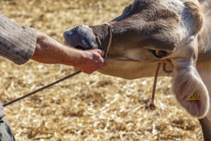 Appenzell, Appenzell Ausserrohden, Appenzeller Vorderland, Autumn, Brauchtum, Fall, Herbst, Ostschweiz, Rehetobel, Schweiz, Sennen, Suisse, Switzerland, Tracht, Viehschau, Wald, Wald AR, tradition