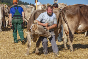 Appenzell, Appenzell Ausserrohden, Appenzeller Vorderland, Autumn, Brauchtum, Fall, Herbst, Ostschweiz, Rehetobel, Schweiz, Sennen, Suisse, Switzerland, Tracht, Viehschau, Wald, Wald AR, tradition