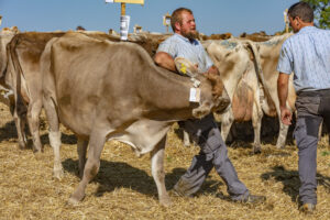 Appenzell, Appenzell Ausserrohden, Appenzeller Vorderland, Autumn, Brauchtum, Fall, Herbst, Ostschweiz, Rehetobel, Schweiz, Sennen, Suisse, Switzerland, Tracht, Viehschau, Wald, Wald AR, tradition