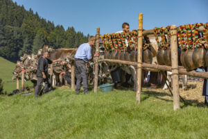 Appenzell, Appenzell Ausserrohden, Appenzeller Vorderland, Autumn, Brauchtum, Fall, Herbst, Ostschweiz, Rehetobel, Schweiz, Sennen, Suisse, Switzerland, Tracht, Viehschau, Wald, Wald AR, tradition