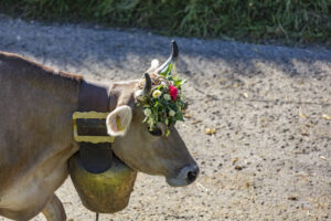Appenzell, Appenzell Ausserrohden, Appenzeller Vorderland, Autumn, Brauchtum, Fall, Herbst, Ostschweiz, Rehetobel, Schweiz, Sennen, Suisse, Switzerland, Tracht, Viehschau, Wald, Wald AR, tradition