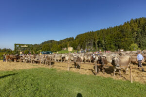Appenzell, Appenzell Ausserrohden, Appenzeller Vorderland, Autumn, Brauchtum, Fall, Herbst, Ostschweiz, Rehetobel, Schweiz, Sennen, Suisse, Switzerland, Tracht, Viehschau, Wald, Wald AR, tradition