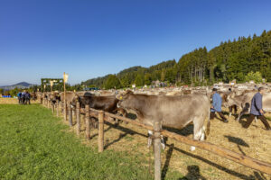 Appenzell, Appenzell Ausserrohden, Appenzeller Vorderland, Autumn, Brauchtum, Fall, Herbst, Ostschweiz, Rehetobel, Schweiz, Sennen, Suisse, Switzerland, Tracht, Viehschau, Wald, Wald AR, tradition