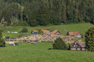 Appenzell, Appenzell Ausserrohden, Appenzeller Vorderland, Autumn, Brauchtum, Fall, Herbst, Ostschweiz, Rehetobel, Schweiz, Sennen, Suisse, Switzerland, Tracht, Viehschau, Wald, Wald AR, tradition