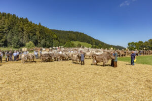Appenzell, Appenzell Ausserrohden, Appenzeller Vorderland, Autumn, Brauchtum, Fall, Herbst, Ostschweiz, Rehetobel, Schweiz, Sennen, Suisse, Switzerland, Tracht, Viehschau, Wald, Wald AR, tradition