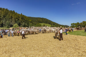 Appenzell, Appenzell Ausserrohden, Appenzeller Vorderland, Autumn, Brauchtum, Fall, Herbst, Ostschweiz, Rehetobel, Schweiz, Sennen, Suisse, Switzerland, Tracht, Viehschau, Wald, Wald AR, tradition
