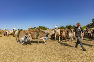 Appenzell, Appenzell Ausserrohden, Appenzeller Vorderland, Autumn, Brauchtum, Fall, Herbst, Ostschweiz, Rehetobel, Schweiz, Sennen, Suisse, Switzerland, Tracht, Viehschau, Wald, Wald AR, tradition