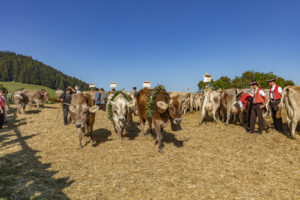 Appenzell, Appenzell Ausserrohden, Appenzeller Vorderland, Autumn, Brauchtum, Fall, Herbst, Ostschweiz, Rehetobel, Schweiz, Sennen, Suisse, Switzerland, Tracht, Viehschau, Wald, Wald AR, tradition