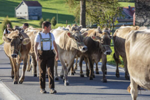 Appenzell, Appenzell Ausserrohden, Gais, Landwirtschaft, Ostschweiz, Schweiz, Sennen, Suisse, Switzerland, Tracht, Viehschau, Wirtschaft, tradition