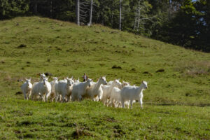 Alp, Alpabfahrt, Alpen, Alpfahrt, Alps, Appenzell, Appenzell Ausserrohden, Appenzeller Hinterland, Brauchtum, Hügel, Landwirtschaft, Ostschweiz, Schweiz, Sennen, Suisse, Switzerland, Tracht, Urnäsch, Wirtschaft, alps, Öberefahre