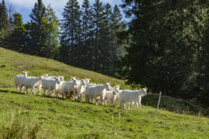 Alp, Alpabfahrt, Alpen, Alpfahrt, Alps, Appenzell, Appenzell Ausserrohden, Appenzeller Hinterland, Brauchtum, Hügel, Landwirtschaft, Ostschweiz, Schweiz, Sennen, Suisse, Switzerland, Tracht, Urnäsch, Wirtschaft, alps, Öberefahre