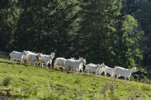 Alp, Alpabfahrt, Alpen, Alpfahrt, Alps, Appenzell, Appenzell Ausserrohden, Appenzeller Hinterland, Brauchtum, Hügel, Landwirtschaft, Ostschweiz, Schweiz, Sennen, Suisse, Switzerland, Tracht, Urnäsch, Wirtschaft, alps, Öberefahre