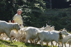 Alp, Alpabfahrt, Alpen, Alpfahrt, Alps, Appenzell, Appenzell Ausserrohden, Appenzeller Hinterland, Brauchtum, Hügel, Landwirtschaft, Ostschweiz, Schweiz, Sennen, Suisse, Switzerland, Tracht, Urnäsch, Wirtschaft, alps, Öberefahre