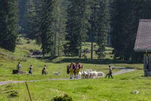 Alp, Alpabfahrt, Alpen, Alpfahrt, Alps, Appenzell, Appenzell Ausserrohden, Appenzeller Hinterland, Brauchtum, Hügel, Landwirtschaft, Ostschweiz, Schweiz, Sennen, Suisse, Switzerland, Tracht, Urnäsch, Wirtschaft, alps, Öberefahre