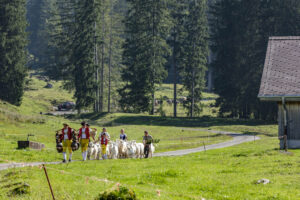 Alp, Alpabfahrt, Alpen, Alpfahrt, Alps, Appenzell, Appenzell Ausserrohden, Appenzeller Hinterland, Brauchtum, Hügel, Landwirtschaft, Ostschweiz, Schweiz, Sennen, Suisse, Switzerland, Tracht, Urnäsch, Wirtschaft, alps, Öberefahre