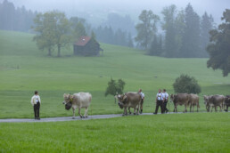 Appenzell, Appenzell Ausserrohden, Autumn, Fall, Herbst, Hundwil, Landwirtschaft, Schweiz, Sennen, Suisse, Switzerland, Tracht, Viehschau, Wirtschaft, tradition