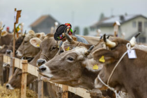 Appenzell, Appenzell Ausserrohden, Autumn, Fall, Herbst, Hundwil, Landwirtschaft, Schweiz, Sennen, Suisse, Switzerland, Tracht, Viehschau, Wirtschaft, tradition