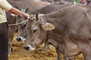 Appenzell, Appenzell Ausserrohden, Autumn, Fall, Herbst, Hundwil, Landwirtschaft, Schweiz, Sennen, Suisse, Switzerland, Tracht, Viehschau, Wirtschaft, tradition