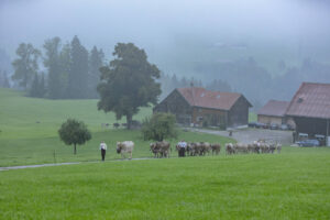 Appenzell, Appenzell Ausserrohden, Autumn, Fall, Herbst, Hundwil, Landwirtschaft, Schweiz, Sennen, Suisse, Switzerland, Tracht, Viehschau, Wirtschaft, tradition