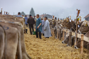 Appenzell, Appenzell Ausserrohden, Autumn, Fall, Herbst, Hundwil, Landwirtschaft, Schweiz, Sennen, Suisse, Switzerland, Tracht, Viehschau, Wirtschaft, tradition